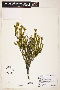 Mortonia scabrella image