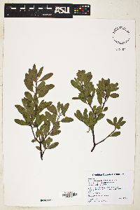 Arctostaphylos pungens image