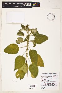 Croton ciliatoglandulifer image