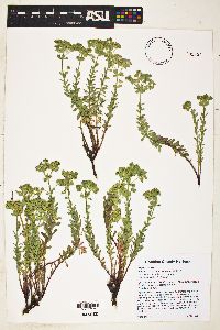 Euphorbia brachycera image