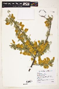 Acacia greggii image