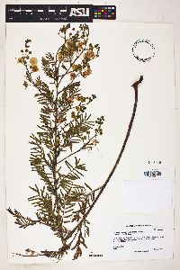 Acacia angustissima image