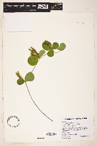 Cologania obovata image