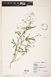 Desmodium rosei image