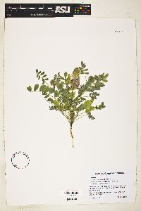 Dalea lachnostachys image