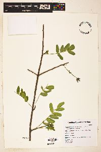 Lonchocarpus hermannii image