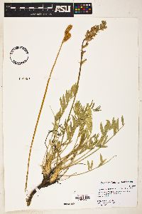 Tephrosia thurberi image