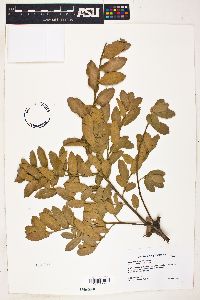 Quercus arizonica image