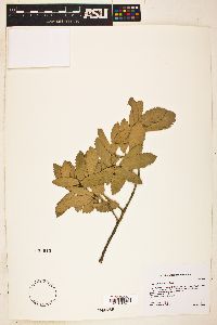 Quercus arizonica image