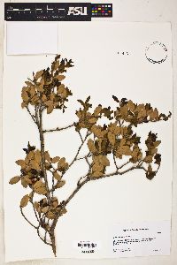 Quercus toumeyi image
