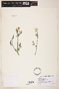 Corydalis aurea image