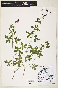 Geranium caespitosum var. caespitosum image