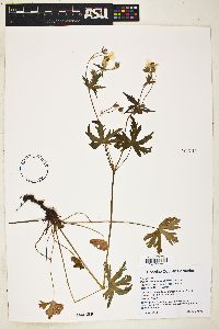 Geranium caespitosum image