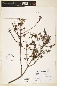 Philadelphus microphyllus image