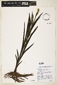 Sisyrinchium arizonicum image