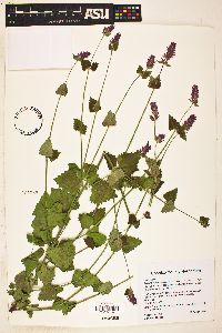 Agastache pallidiflora image