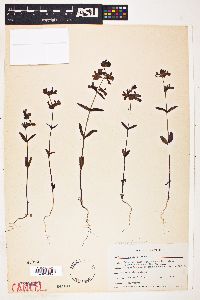 Collinsia concolor image