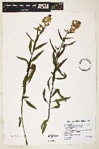 Pedicularis racemosa image