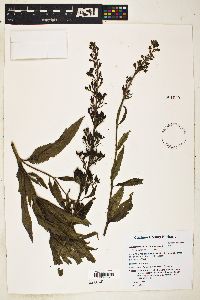 Scrophularia lanceolata image