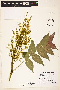 Ailanthus altissima image