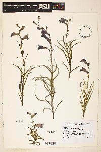 Penstemon dasyphyllus image