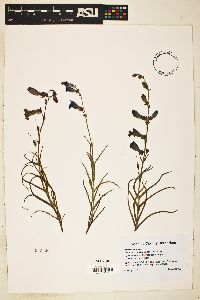 Penstemon dasyphyllus image