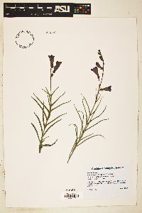 Penstemon dasyphyllus image