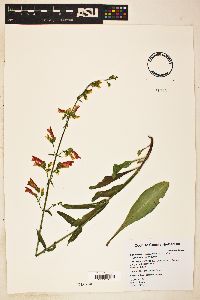 Penstemon barbatus image