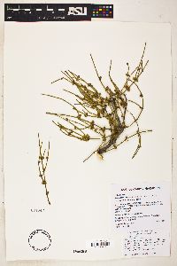 Ephedra aspera image