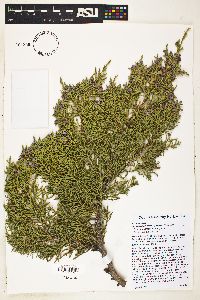 Juniperus monosperma image