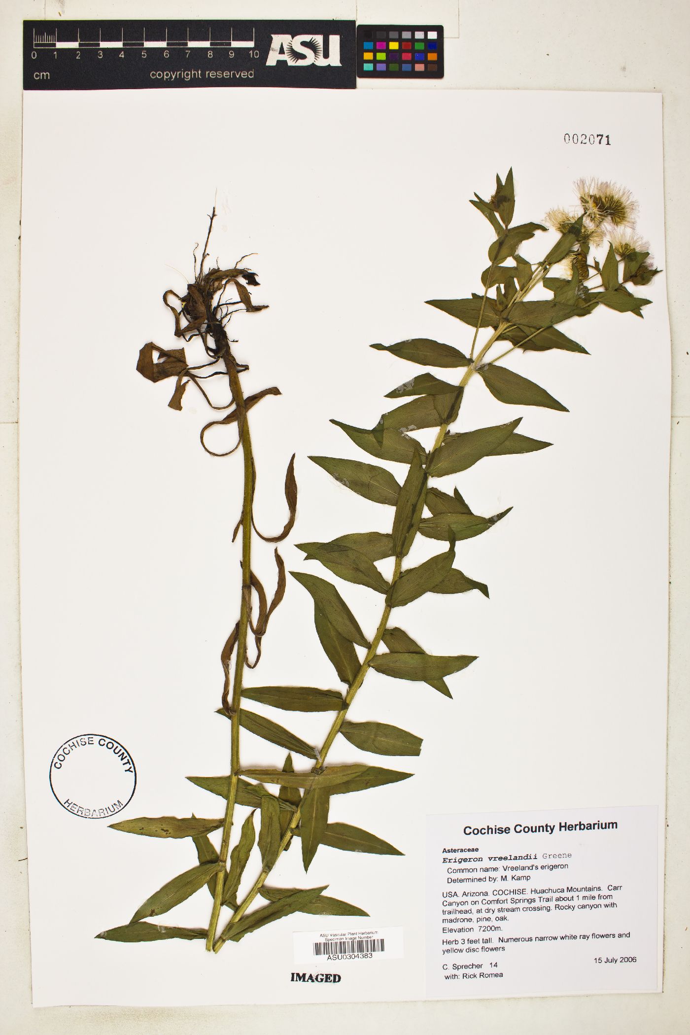 Erigeron vreelandii image