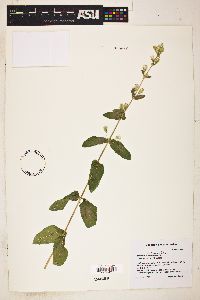 Brickellia betonicifolia image