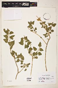 Brickellia californica image