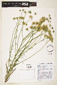 Brickellia eupatorioides image