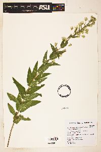 Brickellia amplexicaulis image