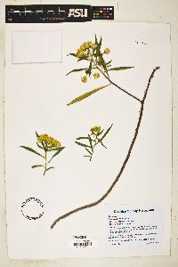 Barkleyanthus salicifolius image