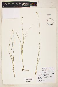 Carex siccata image