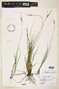 Image of Carex turbinata