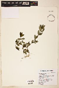 Chamaesyce hyssopifolia image