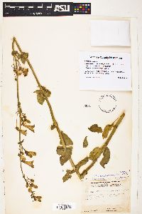 Penstemon pseudospectabilis var. connatifolius image