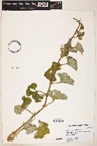 Apodanthera undulata image