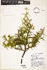 Koeberlinia spinosa image