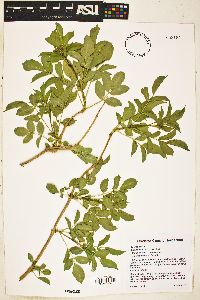 Sambucus cerulea image