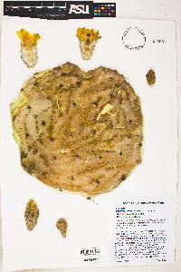 Opuntia engelmannii image