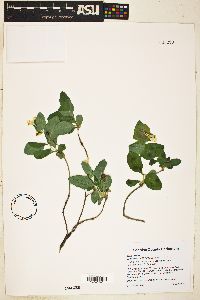 Lonicera albiflora image