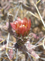 Image of Opuntia ramosissima
