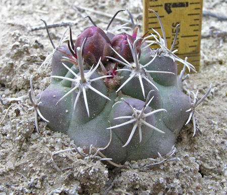Sclerocactus cloverae subsp. brackii image