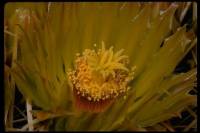 Ferocactus cylindraceus subsp. cylindraceus image