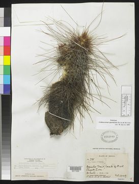 Echinocereus apachensis image