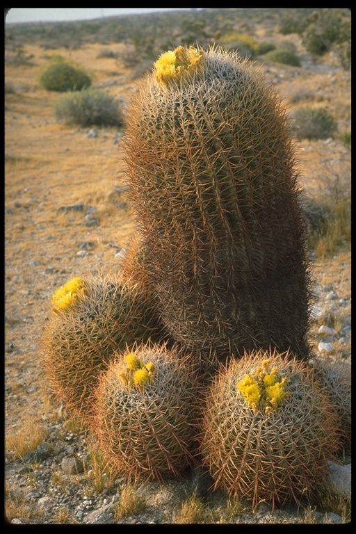 Ferocactus cylindraceus subsp. cylindraceus image